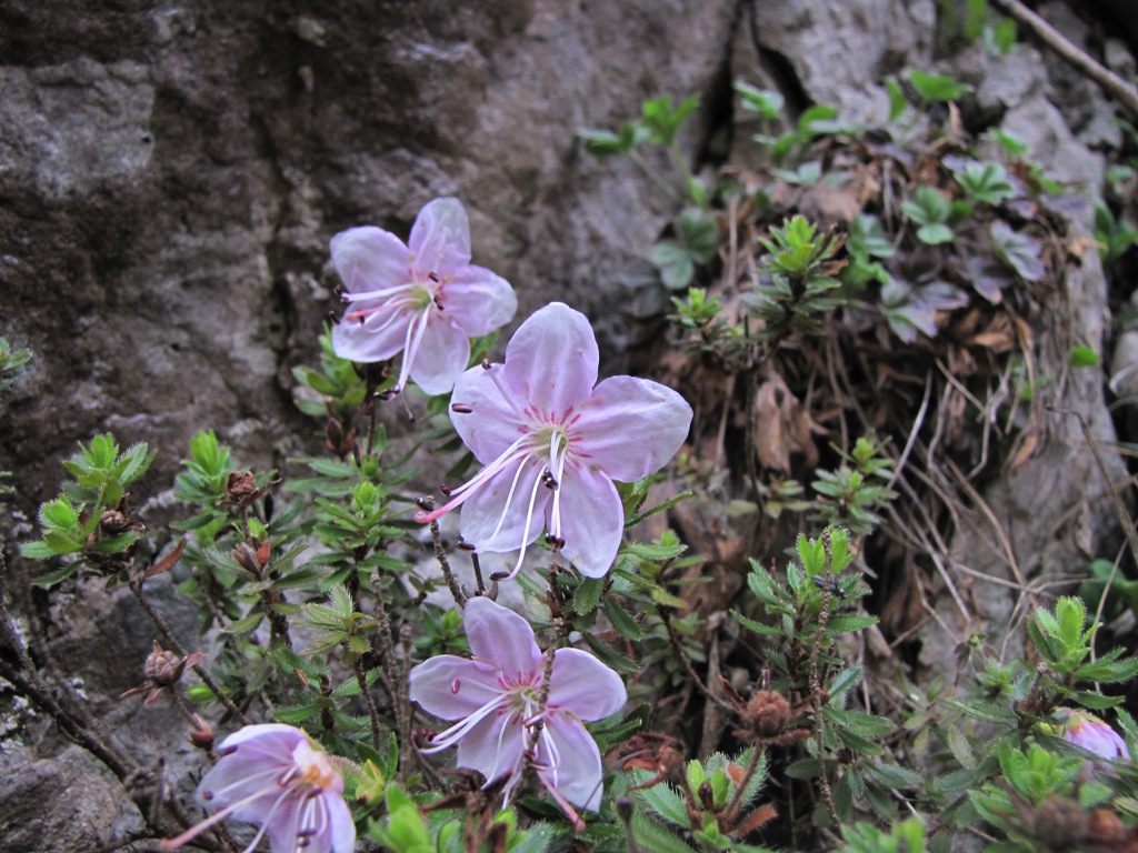 Rhodothamnus chamaecistus / Rododendro cistino